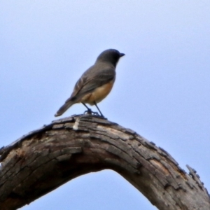 Pachycephala rufiventris at Paddys River, ACT - 19 Dec 2018 02:05 PM