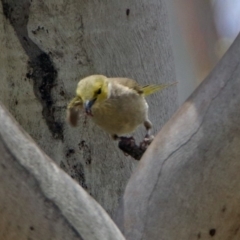 Ptilotula penicillata (White-plumed Honeyeater) at Namadgi National Park - 19 Dec 2018 by RodDeb