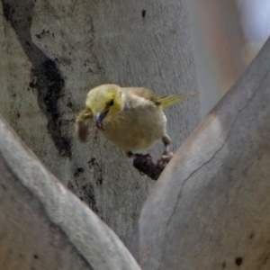 Ptilotula penicillata at Paddys River, ACT - 19 Dec 2018