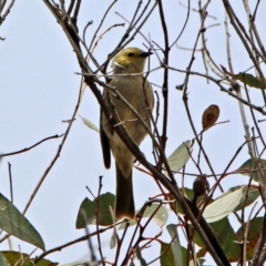 Ptilotula penicillata at Paddys River, ACT - 19 Dec 2018