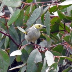 Ptilotula penicillata at Paddys River, ACT - 19 Dec 2018 02:19 PM