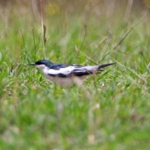 Lalage tricolor at Tennent, ACT - 19 Dec 2018