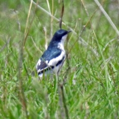 Lalage tricolor at Tennent, ACT - 19 Dec 2018