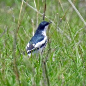 Lalage tricolor at Tennent, ACT - 19 Dec 2018