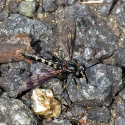 Miltinus sp. (genus) (Miltinus mydas fly) at Namadgi National Park - 19 Dec 2018 by RodDeb