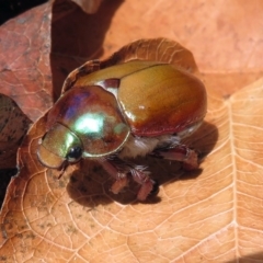 Anoplognathus montanus (Montane Christmas beetle) at Namadgi National Park - 19 Dec 2018 by RodDeb