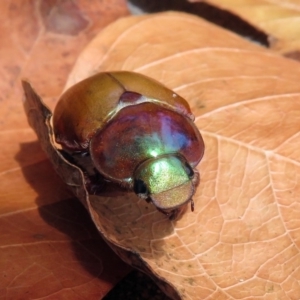 Anoplognathus montanus at Booth, ACT - 19 Dec 2018