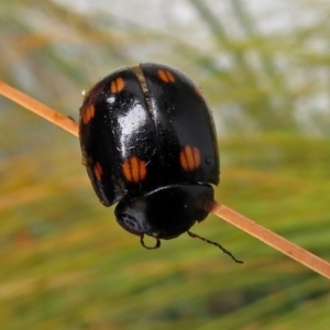 Paropsisterna octosignata at Paddys River, ACT - 19 Dec 2018 12:42 PM