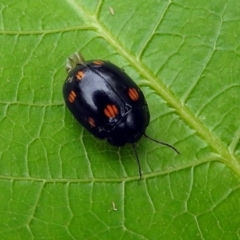 Paropsisterna octosignata at Paddys River, ACT - 19 Dec 2018