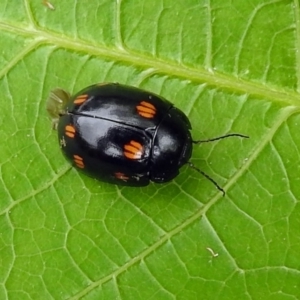 Paropsisterna octosignata at Paddys River, ACT - 19 Dec 2018 12:42 PM