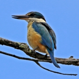 Todiramphus sanctus at Tennent, ACT - 19 Dec 2018