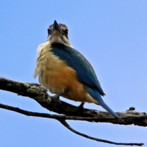 Todiramphus sanctus at Tennent, ACT - 19 Dec 2018