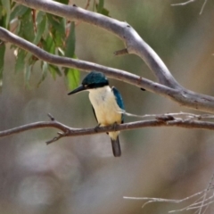 Todiramphus sanctus at Tennent, ACT - 19 Dec 2018 03:28 PM