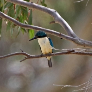 Todiramphus sanctus at Tennent, ACT - 19 Dec 2018 03:28 PM