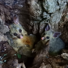 Trichosurus vulpecula (Common Brushtail Possum) at Parkes, ACT - 19 Dec 2018 by MatthewFrawley