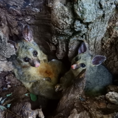 Trichosurus vulpecula (Common Brushtail Possum) at Commonwealth & Kings Parks - 19 Dec 2018 by MatthewFrawley