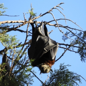 Pteropus poliocephalus at Parkes, ACT - 19 Dec 2018