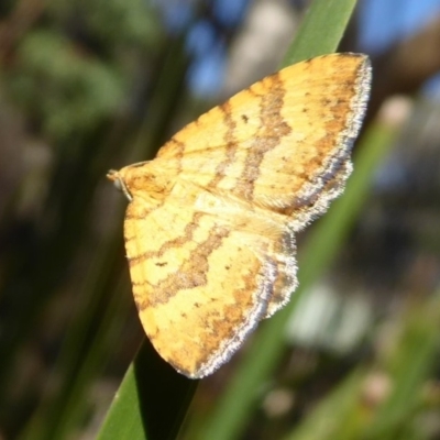 Chrysolarentia correlata (Yellow Carpet) at Cotter River, ACT - 20 Dec 2018 by Christine