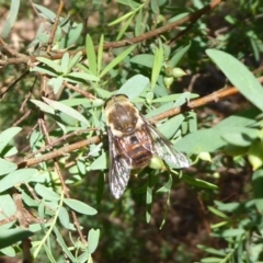 Tabanidae (family) (Unidentified march or horse fly) at Cotter River, ACT - 20 Dec 2018 by Christine