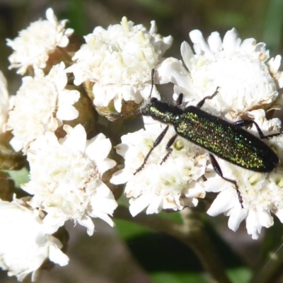 Eleale aspera (Clerid beetle) at Namadgi National Park - 19 Dec 2018 by Christine