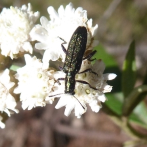 Eleale aspera at Cotter River, ACT - 20 Dec 2018