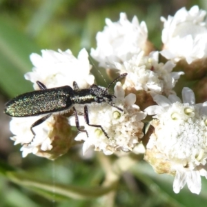 Eleale aspera at Cotter River, ACT - 20 Dec 2018