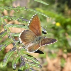 Neolucia agricola (Fringed Heath-blue) at Cotter River, ACT - 19 Dec 2018 by Christine