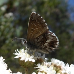 Neolucia agricola at Cotter River, ACT - 20 Dec 2018