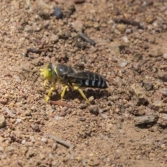 Bembix sp. (genus) (Unidentified Bembix sand wasp) at The Pinnacle - 20 Dec 2018 by Alison Milton