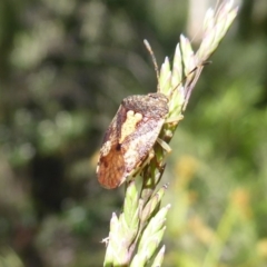 Pentatomoidea (superfamily) (Unidentified Shield or Stink bug) at Namadgi National Park - 19 Dec 2018 by Christine