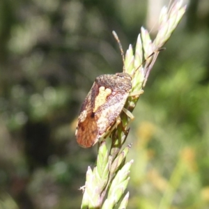 Pentatomoidea (superfamily) at Cotter River, ACT - 20 Dec 2018