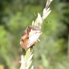 Pentatomoidea (superfamily) at Cotter River, ACT - 20 Dec 2018