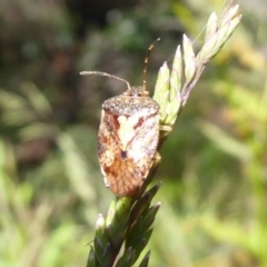 Pentatomoidea (superfamily) at Cotter River, ACT - 20 Dec 2018