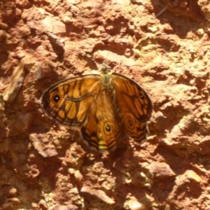 Geitoneura acantha at Cotter River, ACT - 20 Dec 2018