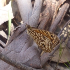 Geitoneura acantha at Cotter River, ACT - 20 Dec 2018