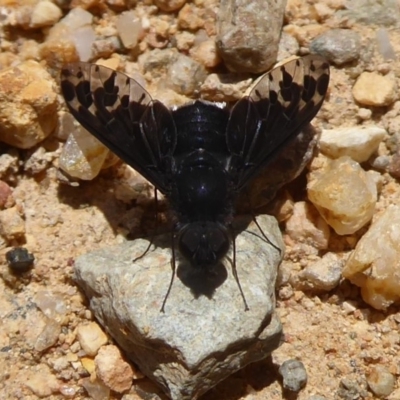 Anthrax sp. (genus) (Unidentified Anthrax bee fly) at Namadgi National Park - 19 Dec 2018 by Christine