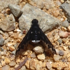 Anthrax sp. (genus) at Cotter River, ACT - 20 Dec 2018