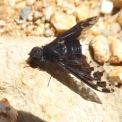 Anthrax sp. (genus) at Cotter River, ACT - 20 Dec 2018