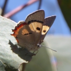 Pseudalmenus chlorinda (Silky Hairstreak) at Uriarra Village, ACT - 19 Dec 2018 by Christine