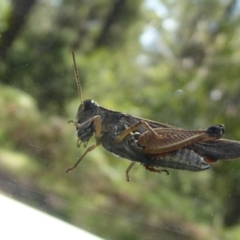 Phaulacridium vittatum (Wingless Grasshopper) at Namadgi National Park - 19 Dec 2018 by Christine
