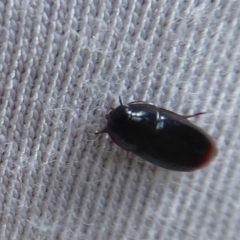 Adelotopus sp. (genus) (Adelotopus ground beetle) at Cotter River, ACT - 20 Dec 2018 by Christine