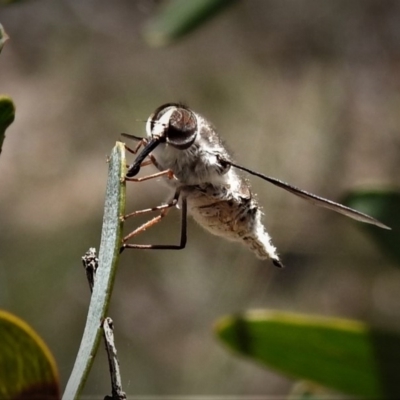 Trichophthalma sp. (genus) (Tangle-vein fly) at Black Mountain - 17 Dec 2018 by JohnBundock