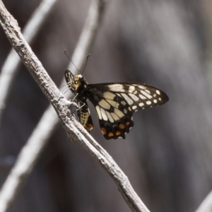 Papilio anactus at The Pinnacle - 20 Dec 2018 12:22 PM