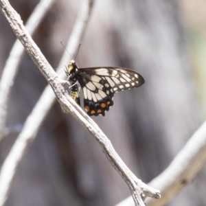 Papilio anactus at The Pinnacle - 20 Dec 2018 12:22 PM