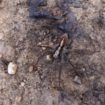 Artoria sp. (genus) (Unidentified Artoria wolf spider) at Namadgi National Park - 20 Dec 2018 by Christine