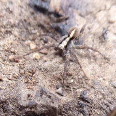 Artoria sp. (genus) at Cotter River, ACT - 20 Dec 2018