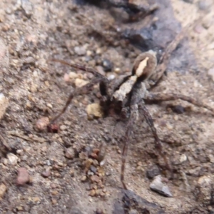 Artoria sp. (genus) at Cotter River, ACT - 20 Dec 2018