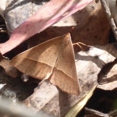 Epidesmia chilonaria (Golden-winged Epidesmia) at Namadgi National Park - 20 Dec 2018 by Christine