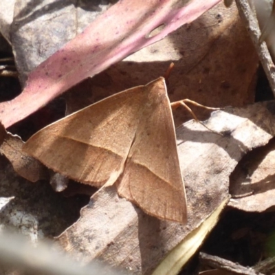 Epidesmia chilonaria (Golden-winged Epidesmia) at Namadgi National Park - 20 Dec 2018 by Christine