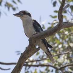 Dacelo novaeguineae (Laughing Kookaburra) at The Pinnacle - 20 Dec 2018 by AlisonMilton